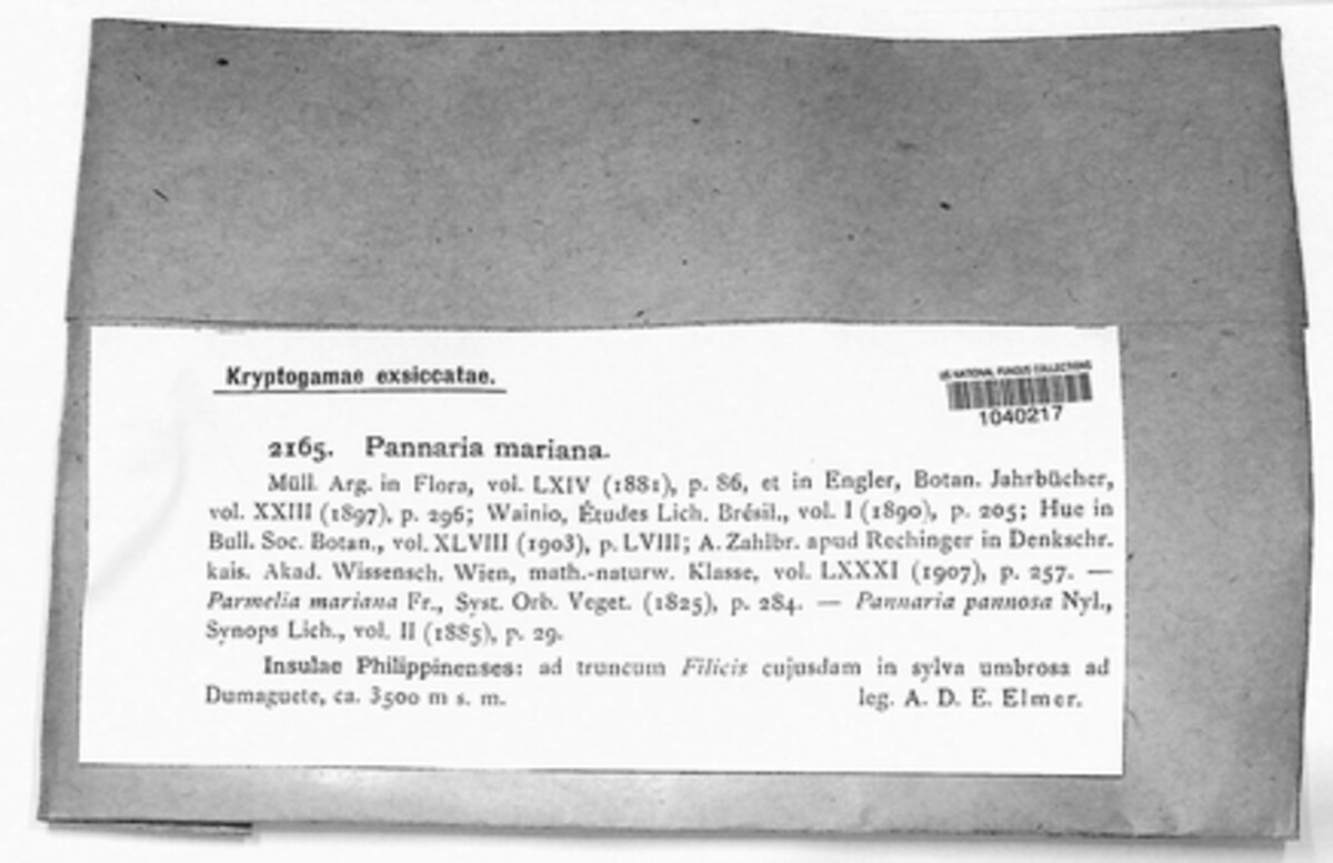 Lepidocollema image
